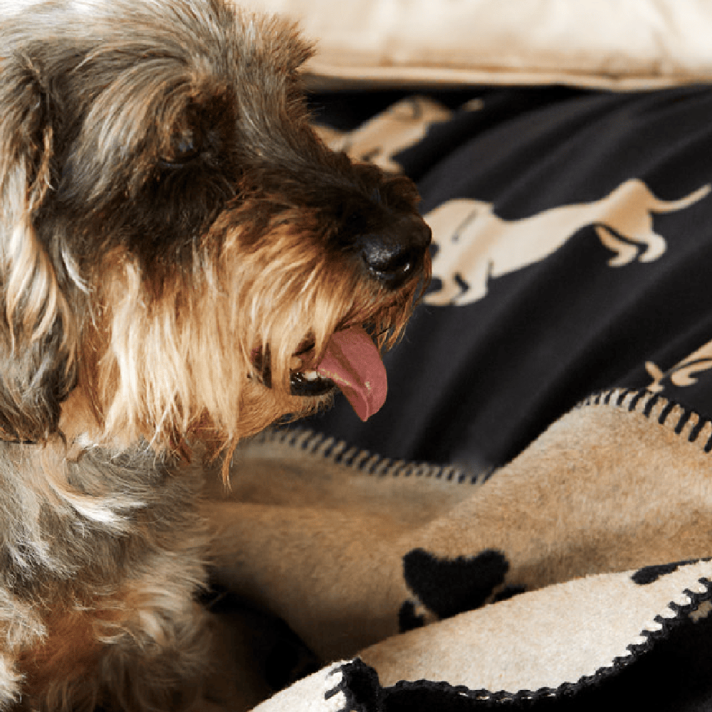 Satin Bettwäsche Dogs Hunde Dackel Detail