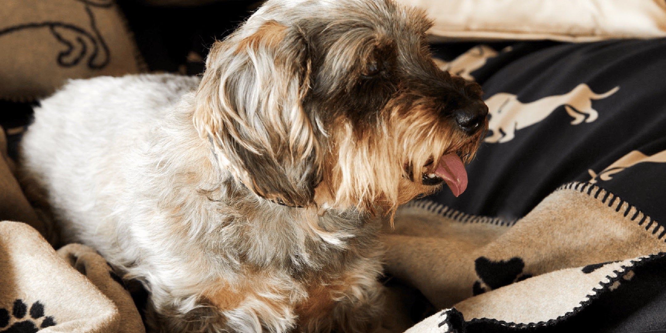 Satin Wende Bettwäsche DOGS Silhouette Dackel Schwarz Natur Schlafzimmer