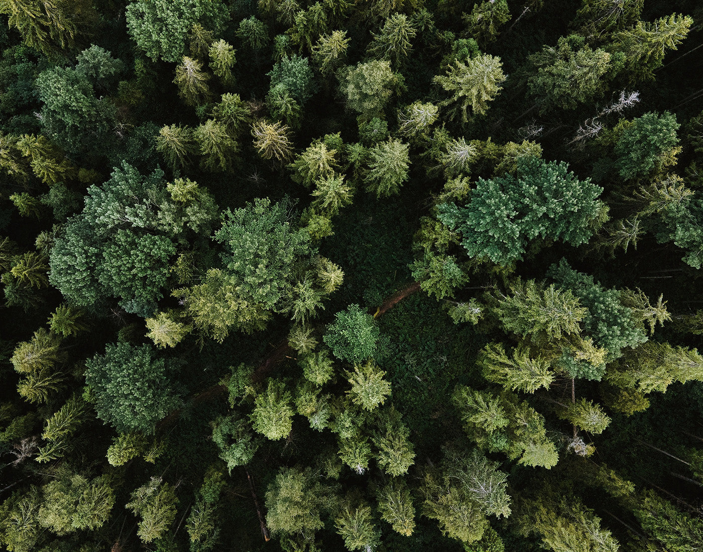 Wald Bäume von oben