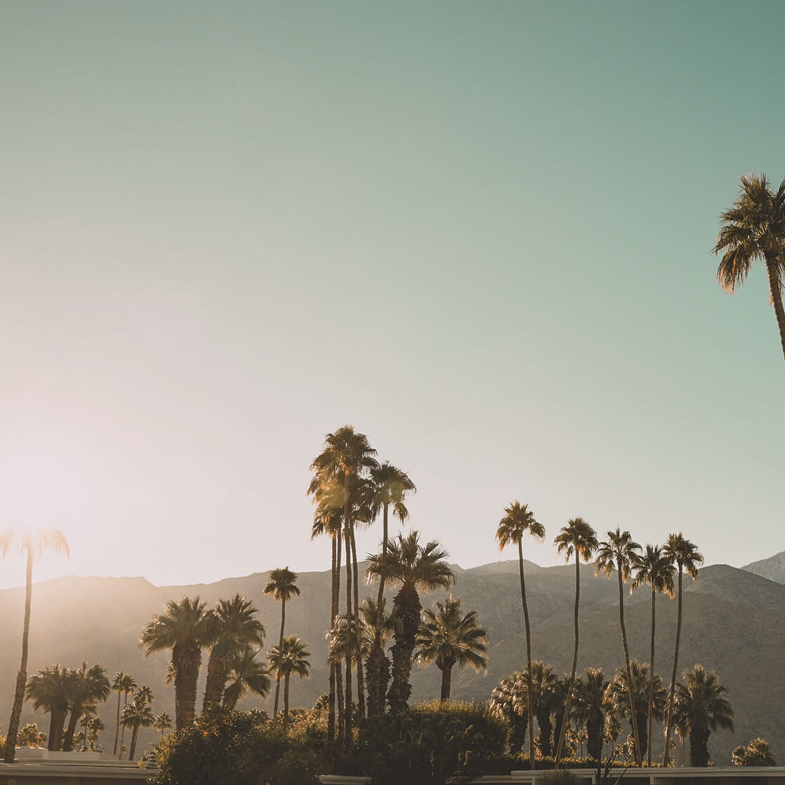Palmen Blogbeitrag März 2019 Palm Springs