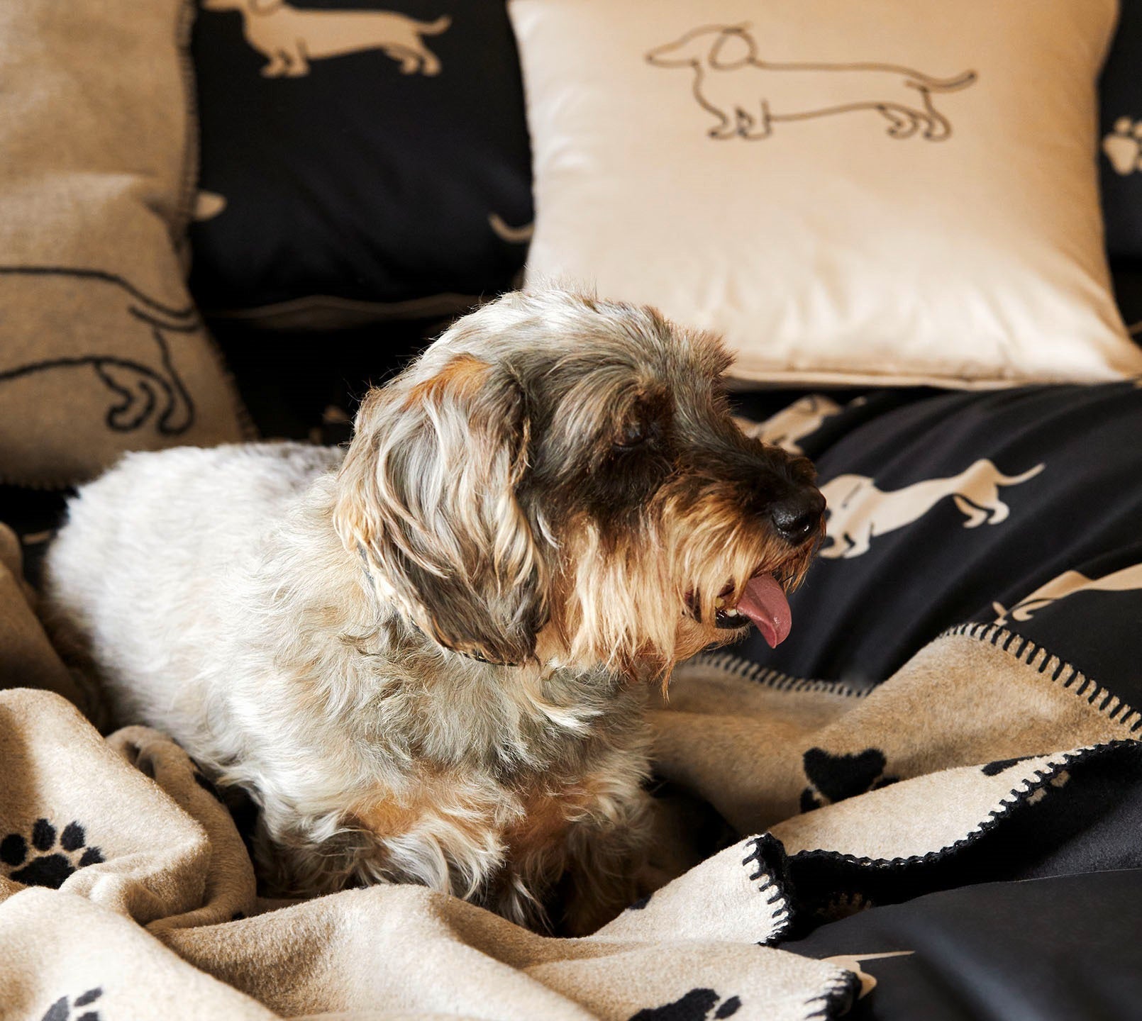 Satin Kissen 40x40 Companion in Schwarz-Beige Hundesilhouette Stickerei Detail Hund #farbe_Companion Natur-Beige Kissen 40x40cm