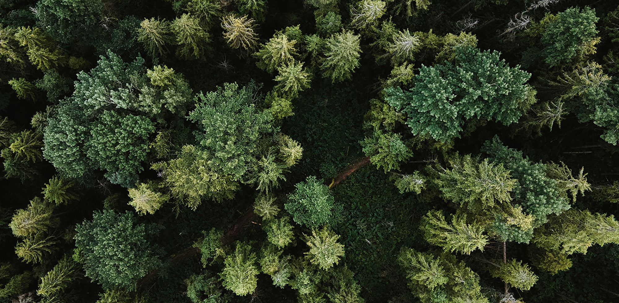 Oekologische Bettwaesche Wald Baeume pflanzen