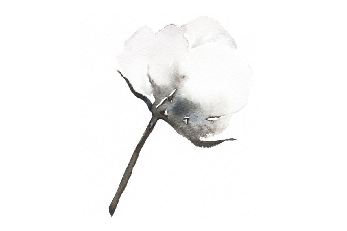Baumwollblüte Zeichnung